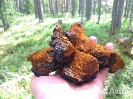 Чага березовая