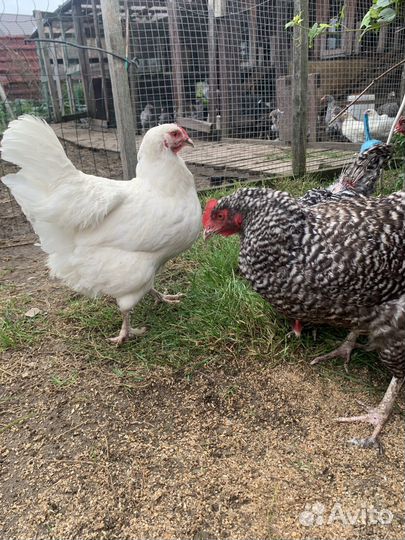 Куры несушки продам
