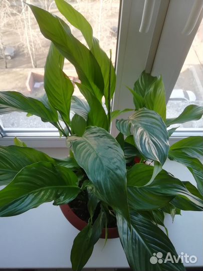 Спатифиллум