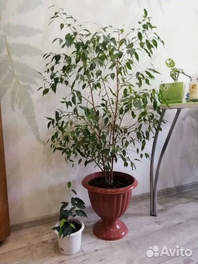 Фикус, диффенбахия, сциндапсус