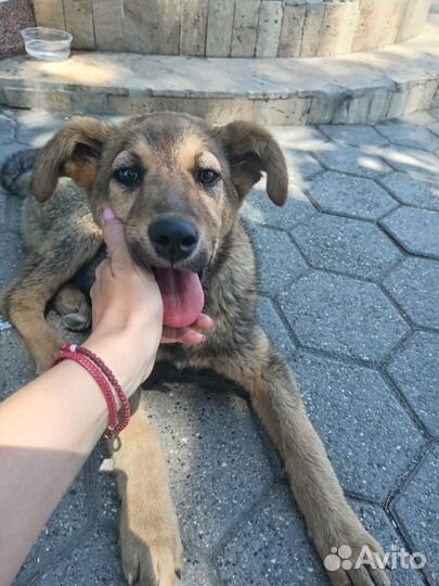 Щенок в добрые руки