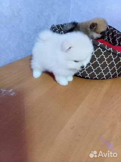 Миники. Сластена(рыжая)и Зифирчик белый