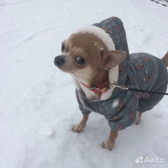 Комбинезон для чихуахуа