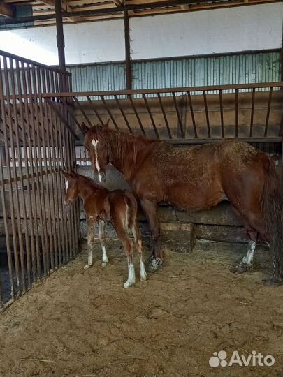 Лошадь с жеребенком