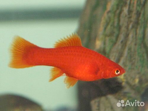 Аквариумные рыбки