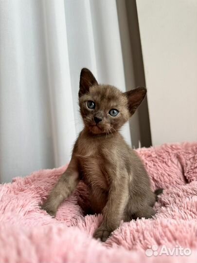 Бурманские котята