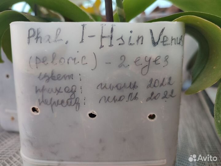 Орхидея фаленопсис бабочка