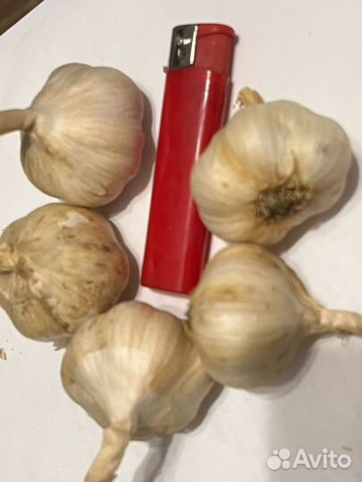 Чеснок на посадку яровой