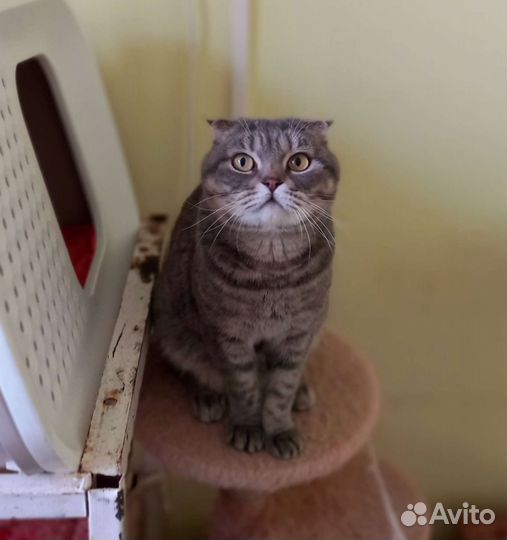 Шотландская вислоухая кошка бесплатно