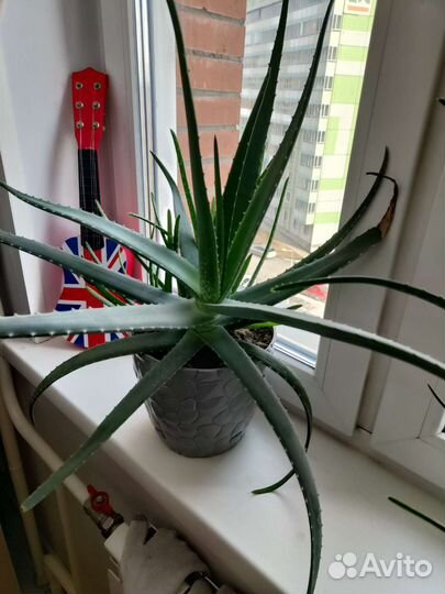 Алоэ вера большой