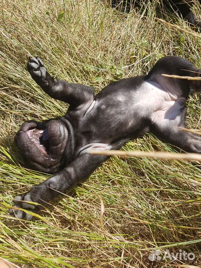 Щенки шарпея