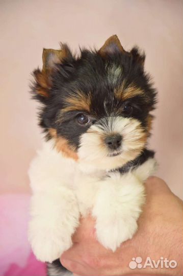 Щенка Бивер йорка мини девочка