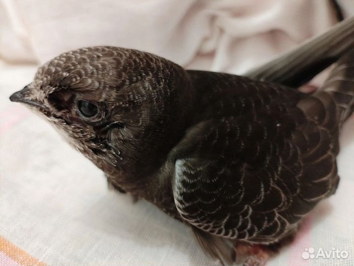 Стриж не выпускной