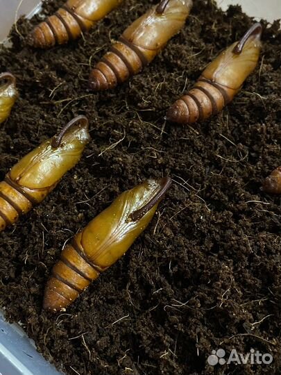 Кормовые насекомые