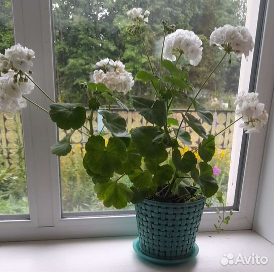 Пеларгонии разные