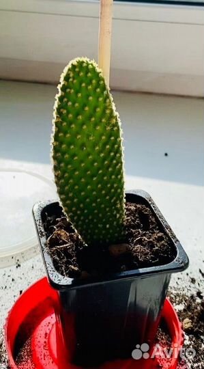 Кактус опунция