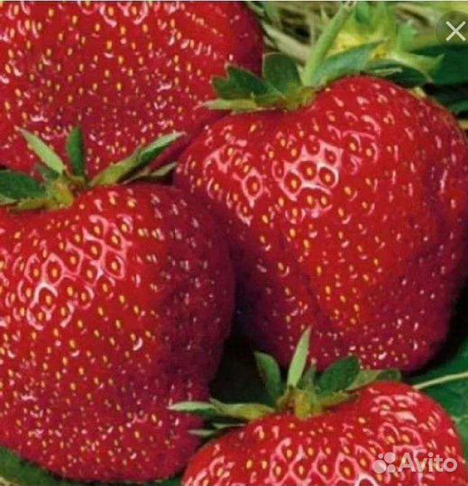 Рассада Чёрный Принц, Максим