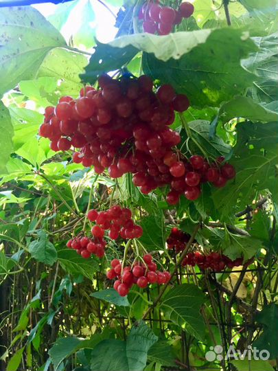 Калина отростки