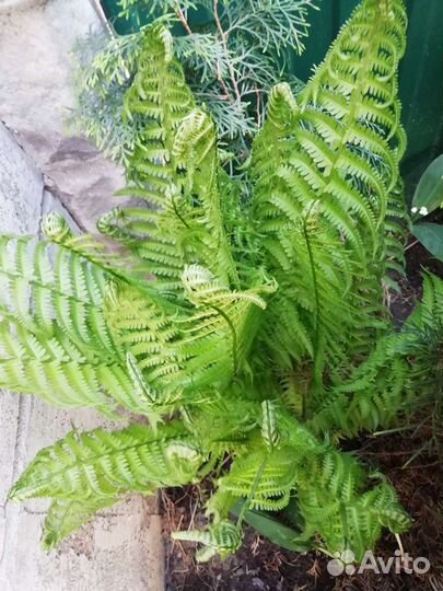 Папортник Страусиное перо тибетская малина