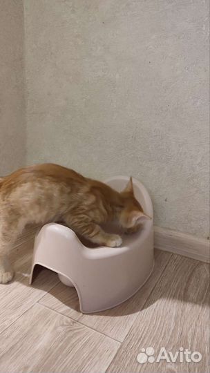 Рыжий проказник 2 мес