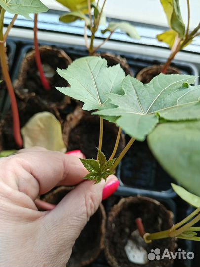 Клещевина рассада