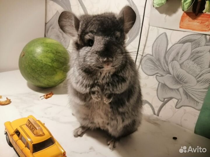 Шиншилла ангорская эбони