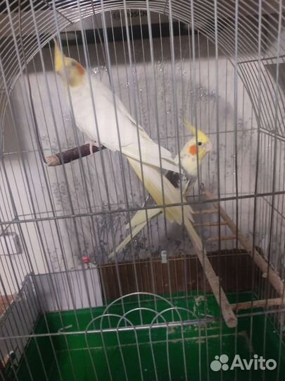 Карелла -Какаду