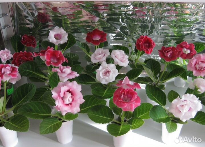 Комнатные цветы глоксинии (взрослые, ук.листья)