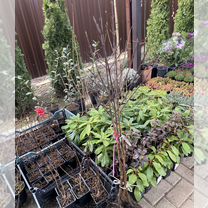 Кизил сорт Семен