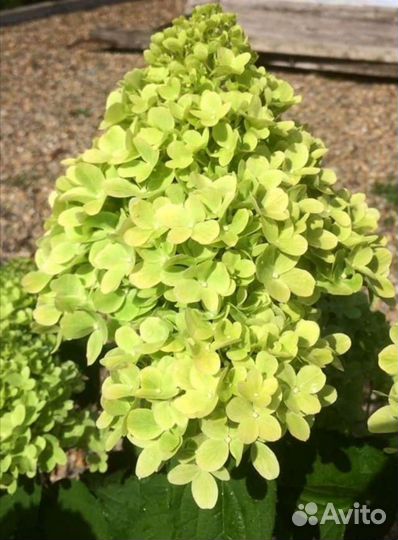 Гортензия метельчатая Mojito