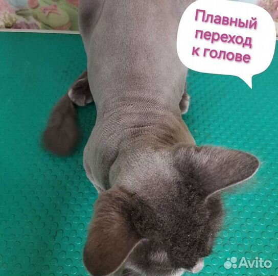 Стрижка кошек и собак опытным грумером