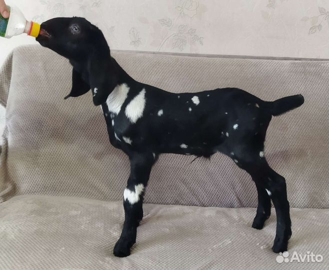 Англо нубийские козочки, козлята