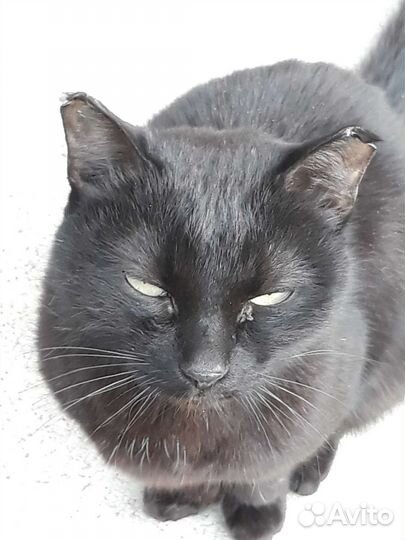 Кошечка Чернышка