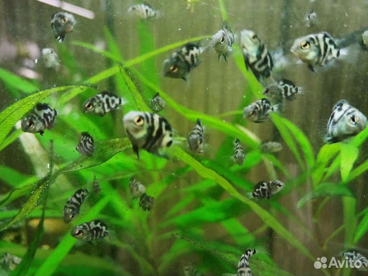 Аквариумная рыбка Сапфировый попугай Панда