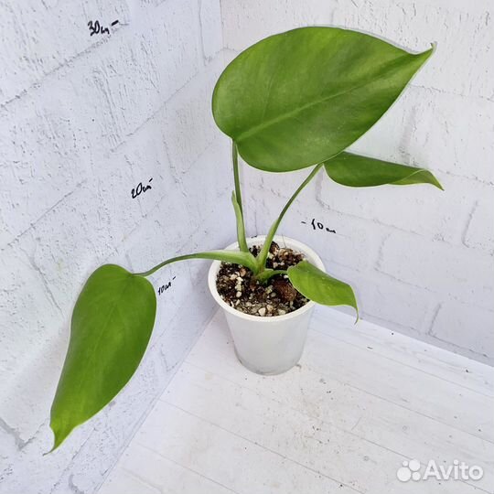 Монстера Альба зеленая
