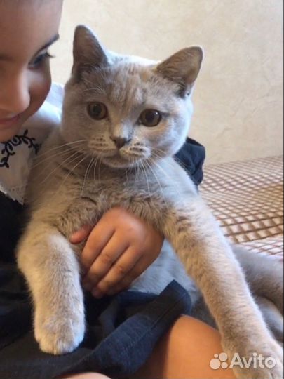 Британская