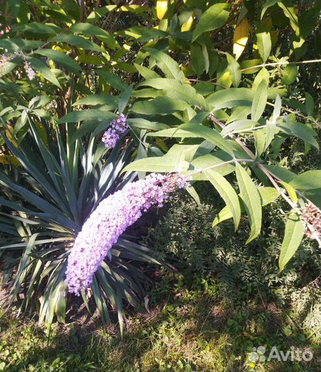 Цветущие кустарники