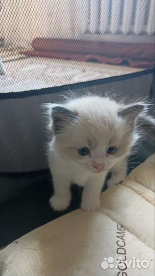 Кошки Рэгдолл