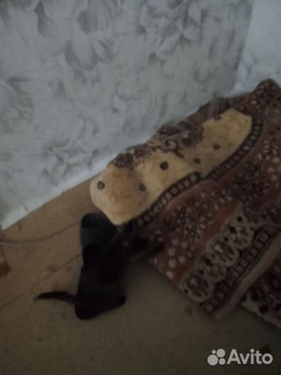 Котята в добрые ручки