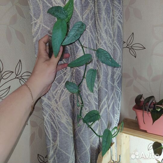 Комнатные растения