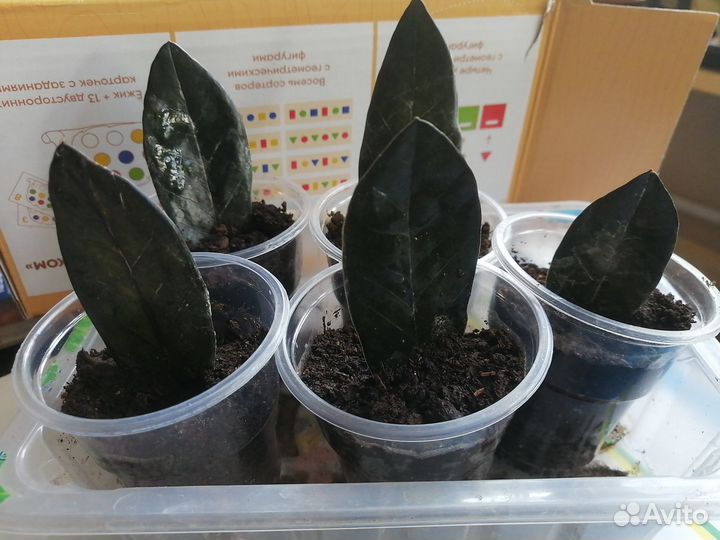 Чёрный замиокулькас Равен