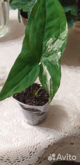 Сингониум imperial вайт