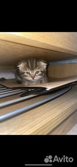 Котенок (девочка)