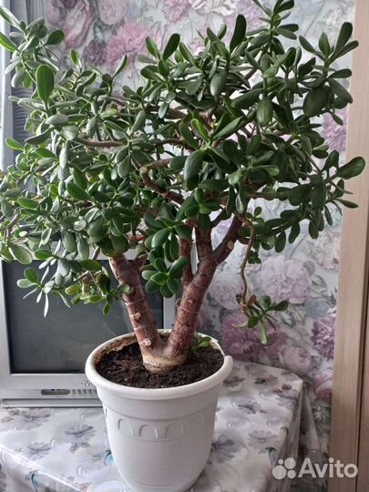 Толстянка (Денежное дерево)