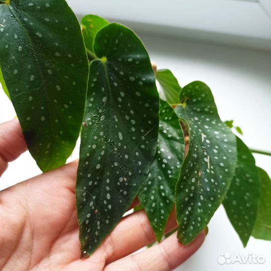 Бегония Тамая