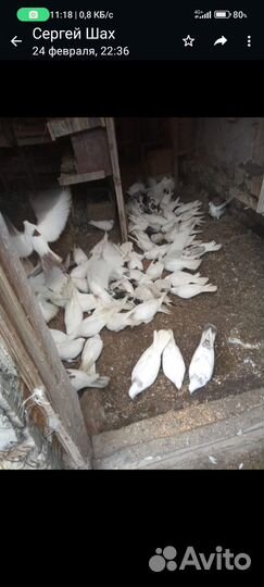 Продажа бакинских голубь