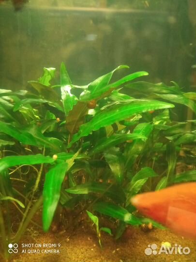 Криптокорина