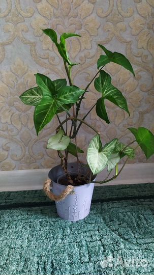 Цветы комнатные