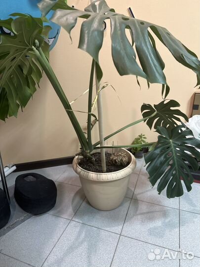 Монстера большая