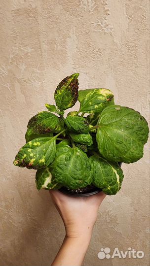 Колеусы срезы